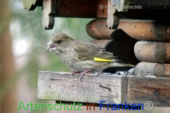 © Artenschutz in Franken® / Helga Zinnecker Bild zum Eintrag (1099656-160)
