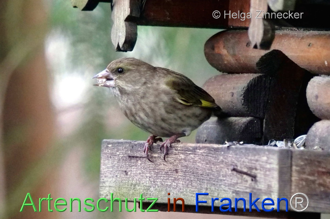 © Artenschutz in Franken® / Helga Zinnecker Bild zum Eintrag (1099657-160)