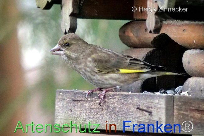 © Artenschutz in Franken® / Helga Zinnecker Bild zum Eintrag (1099658-160)