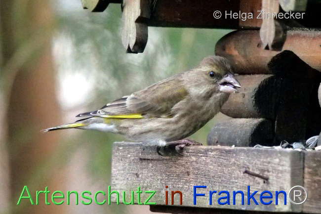 © Artenschutz in Franken® / Helga Zinnecker Bild zum Eintrag (1099659-160)