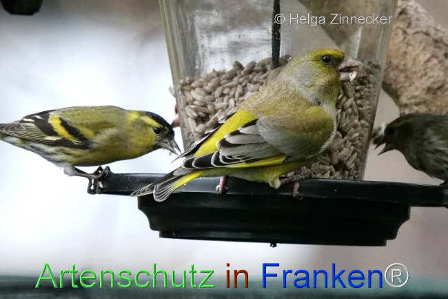 © Artenschutz in Franken® / Helga Zinnecker Bild zum Eintrag (1099662-160)