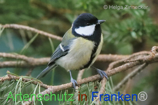 © Artenschutz in Franken® / Helga Zinnecker Bild zum Eintrag (1099664-160)
