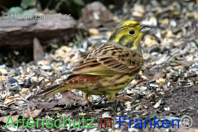 © Artenschutz in Franken® / Helga Zinnecker Bild zum Eintrag (1099761-160)