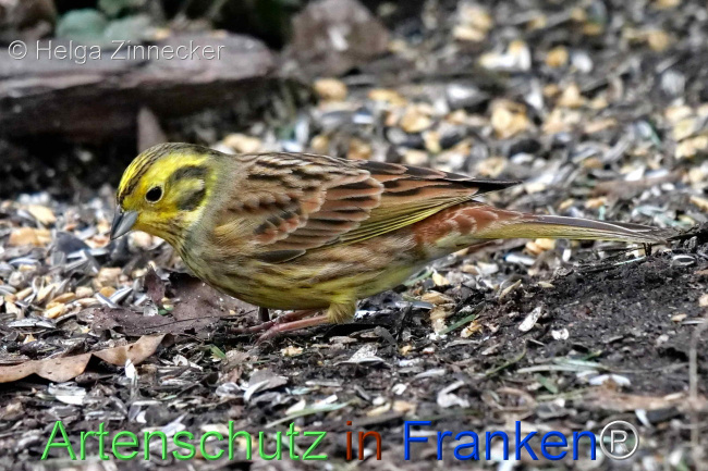 © Artenschutz in Franken® / Helga Zinnecker Bild zum Eintrag (1099762-160)