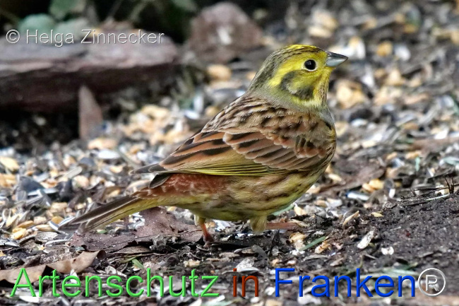 © Artenschutz in Franken® / Helga Zinnecker Bild zum Eintrag (1099763-160)