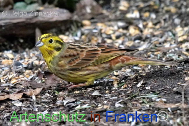 © Artenschutz in Franken® / Helga Zinnecker Bild zum Eintrag (1099764-160)
