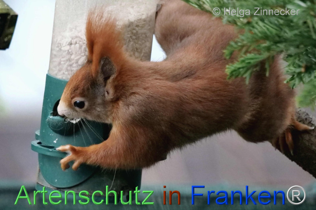© Artenschutz in Franken® / Helga Zinnecker Bild zum Eintrag (1099779-160)