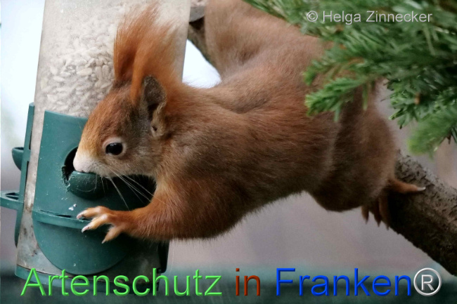 © Artenschutz in Franken® / Helga Zinnecker Bild zum Eintrag (1099780-160)