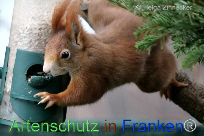 © Artenschutz in Franken® / Helga Zinnecker Bild zum Eintrag (1099781-160)
