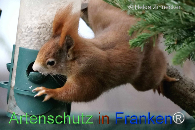 © Artenschutz in Franken® / Helga Zinnecker Bild zum Eintrag (1099782-160)