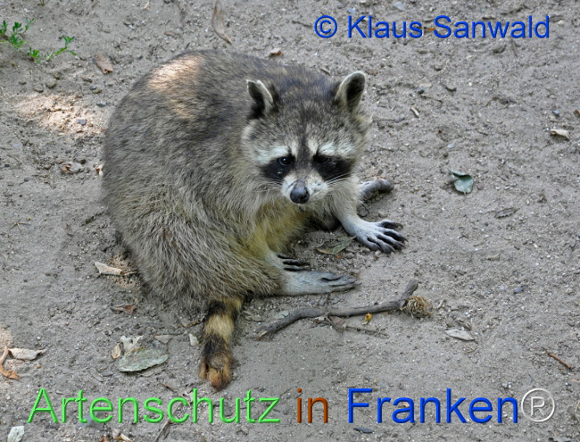 © Artenschutz in Franken® / Klaus Sanwald Bild zum Eintrag (1099814-160)
