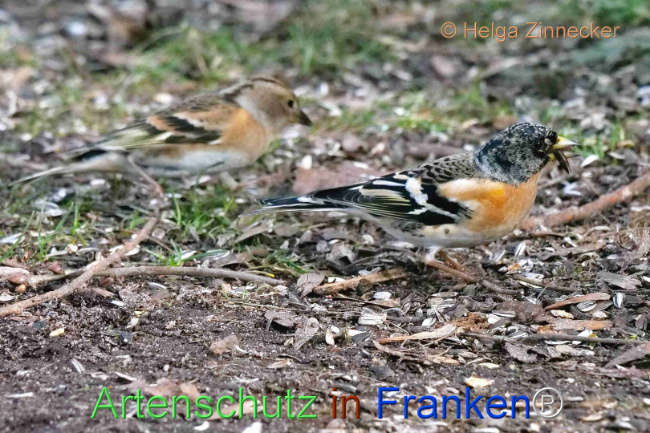 © Artenschutz in Franken® / Helga Zinnecker Bild zum Eintrag (1099833-160)