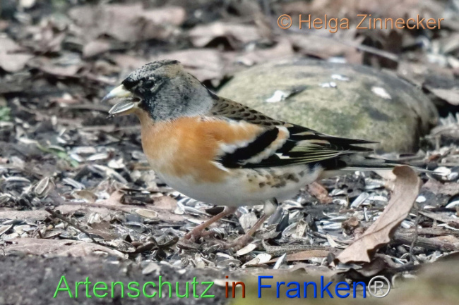 © Artenschutz in Franken® / Helga Zinnecker Bild zum Eintrag (1099835-160)