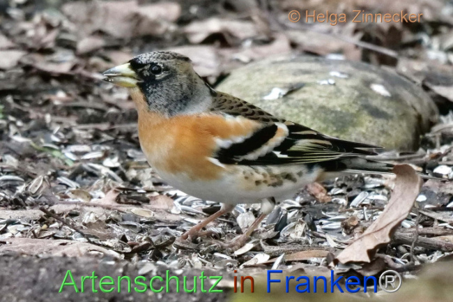 © Artenschutz in Franken® / Helga Zinnecker Bild zum Eintrag (1099836-160)