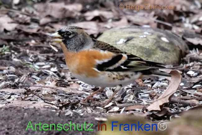 © Artenschutz in Franken® / Helga Zinnecker Bild zum Eintrag (1099843-160)