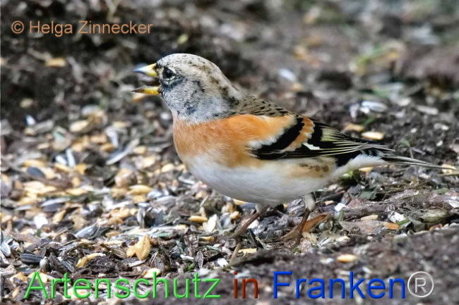 © Artenschutz in Franken® / Helga Zinnecker Bild zum Eintrag (1099844-160)