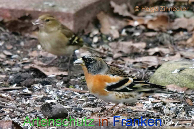 © Artenschutz in Franken® / Helga Zinnecker Bild zum Eintrag (1099845-160)