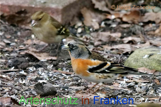 © Artenschutz in Franken® / Helga Zinnecker Bild zum Eintrag (1099846-160)
