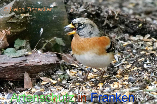 © Artenschutz in Franken® / Helga Zinnecker Bild zum Eintrag (1099858-160)
