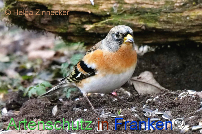 © Artenschutz in Franken® / Helga Zinnecker Bild zum Eintrag (1099859-160)