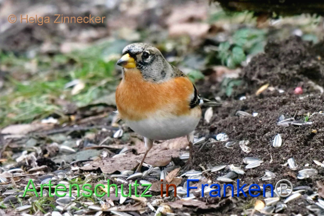 © Artenschutz in Franken® / Helga Zinnecker Bild zum Eintrag (1099860-160)