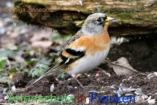 © Artenschutz in Franken® / Helga Zinnecker Bild zum Eintrag (1099861-160)
