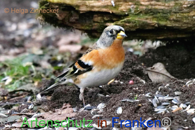 © Artenschutz in Franken® / Helga Zinnecker Bild zum Eintrag (1099867-160)