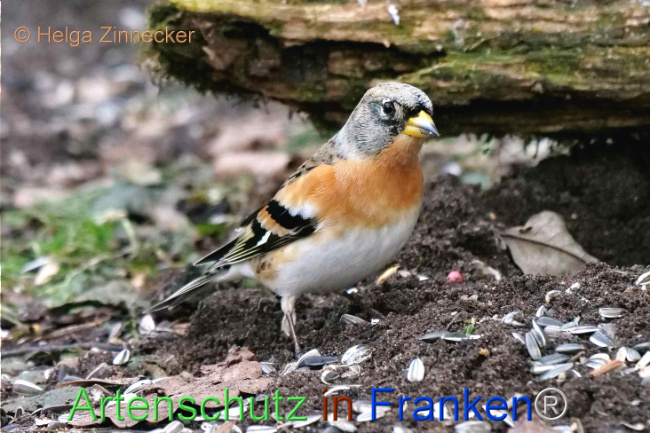 © Artenschutz in Franken® / Klaus Sanwald Bild zum Eintrag (1099868-160)