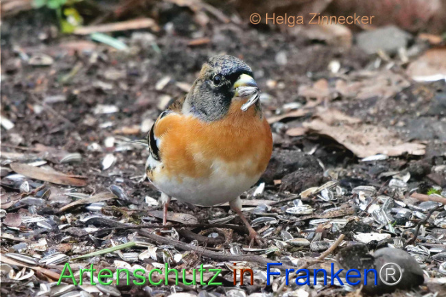 © Artenschutz in Franken® / Helga Zinnecker Bild zum Eintrag (1099870-160)