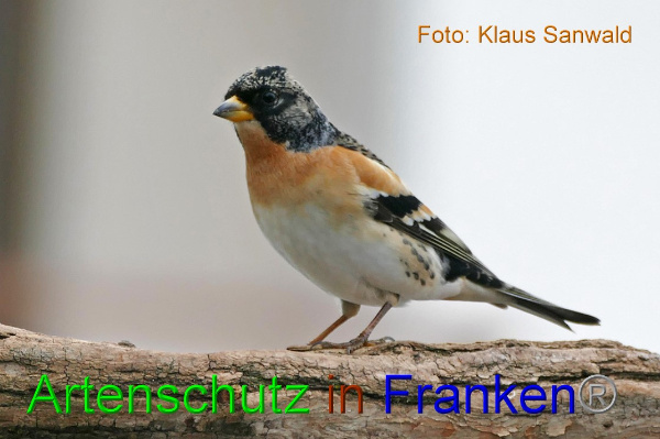 Copyright AiF - Klaus Sanwald Bild zum Eintrag (1099881-160)