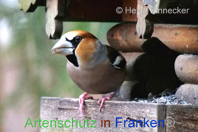 © Artenschutz in Franken® / Helga Zinnecker Bild zum Eintrag (1099899-160)