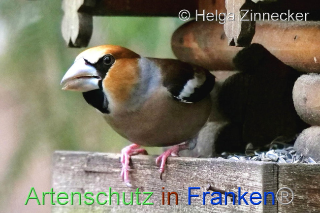 © Artenschutz in Franken® / Helga Zinnecker Bild zum Eintrag (1099900-160)