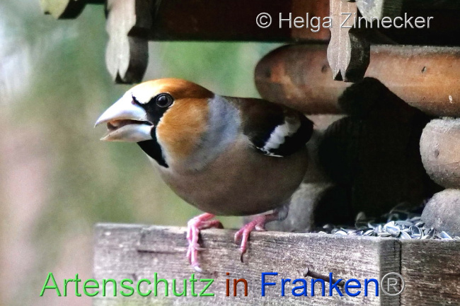 © Artenschutz in Franken® / Helga Zinnecker Bild zum Eintrag (1099901-160)