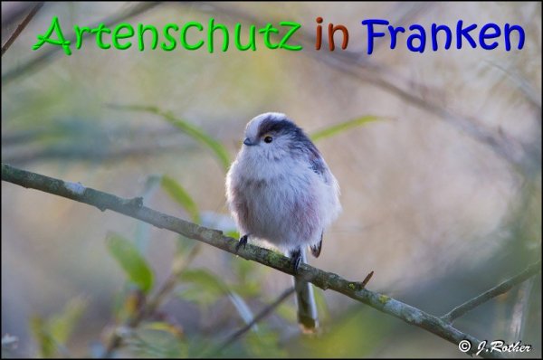 Copyright AiS Johannes Rother Bild zum Eintrag (1099911-160)