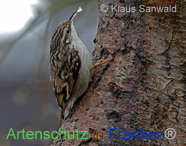 © Artenschutz in Franken® / Klaus Sanwald Bild zum Eintrag (1099928-160)