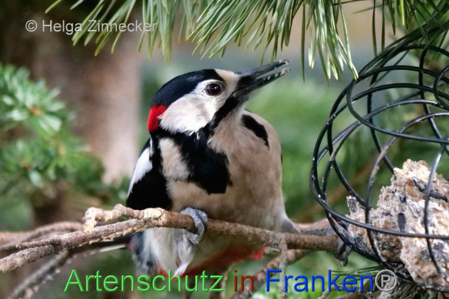 © Artenschutz in Franken® / Helga Zinnecker Bild zum Eintrag (1099951-160)