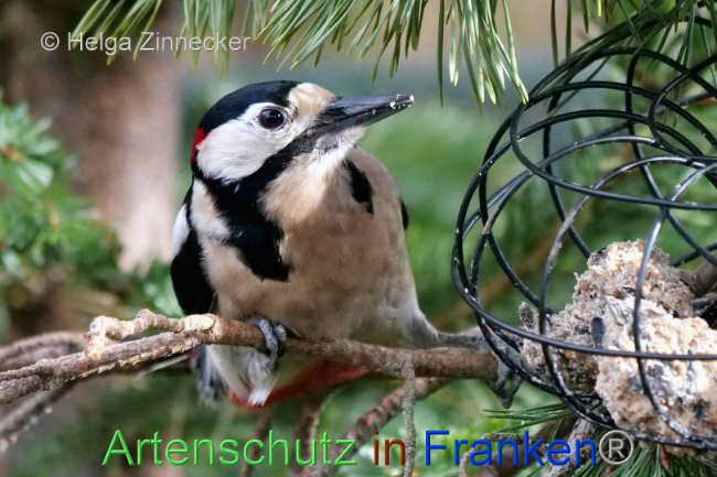© Artenschutz in Franken® / Helga Zinnecker Bild zum Eintrag (1099952-160)