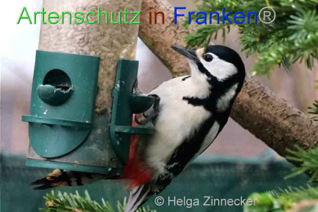 © Artenschutz in Franken® / Helga Zinnecker Bild zum Eintrag (1099953-160)