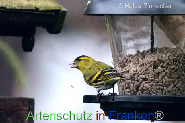 © Artenschutz in Franken® / Helga Zinnecker Bild zum Eintrag (1099958-160)