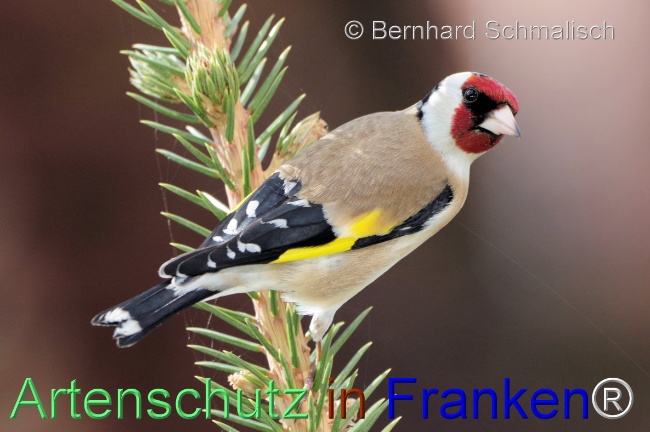 © Artenschutz in Franken® / Bernhard Schmalisch Bild zum Eintrag (1100147-160)