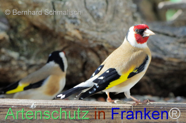 © Artenschutz in Franken® / Bernhard Schmalisch Bild zum Eintrag (1100148-160)