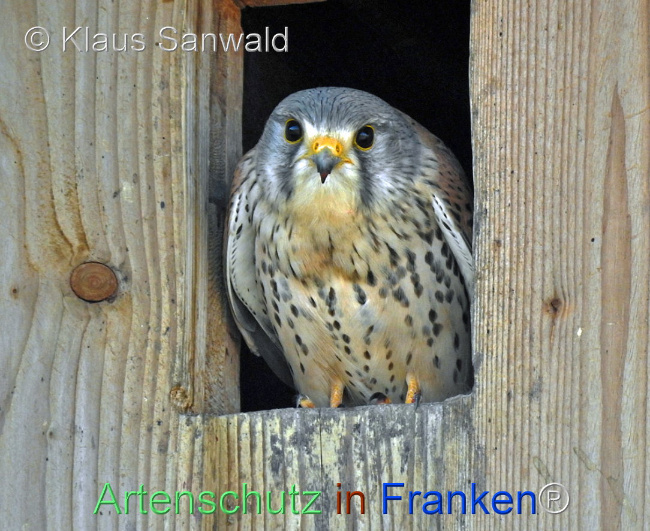 © Artenschutz in Franken® Bild zum Eintrag (1100225-160)