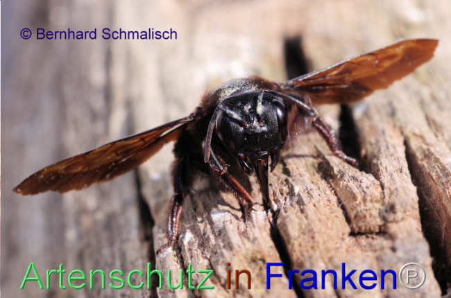 © Artenschutz in Franken® / Bernhard Schmalisch Bild zum Eintrag (1100309-160)