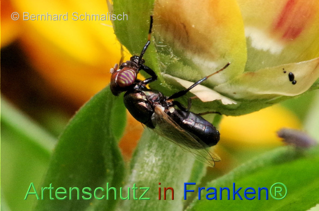 © Artenschutz in Franken® / Bernhard Schmalisch Bild zum Eintrag (1100337-160)