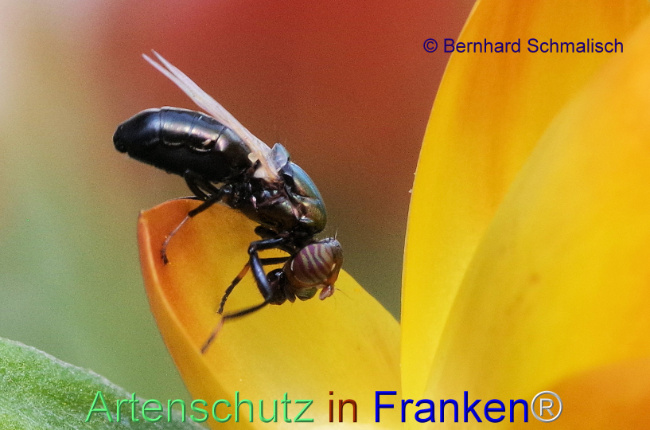 © Artenschutz in Franken® / Bernhard Schmalisch Bild zum Eintrag (1100340-160)