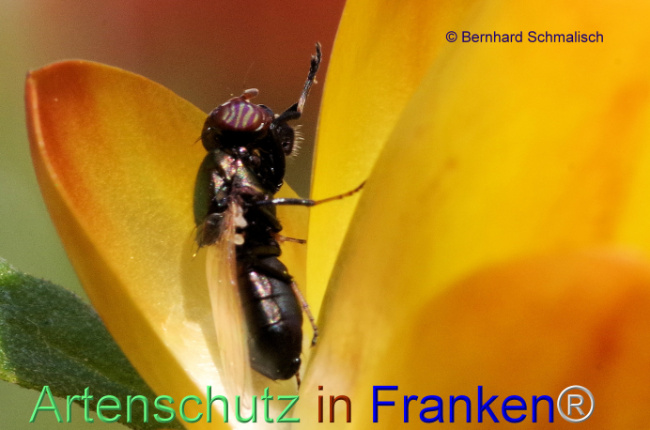 © Artenschutz in Franken® / Bernhard Schmalisch Bild zum Eintrag (1100341-160)