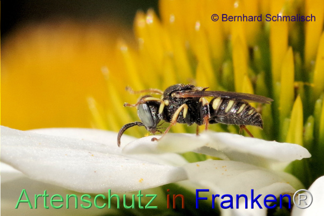 © Artenschutz in Franken® Bild zum Eintrag (1100351-160)