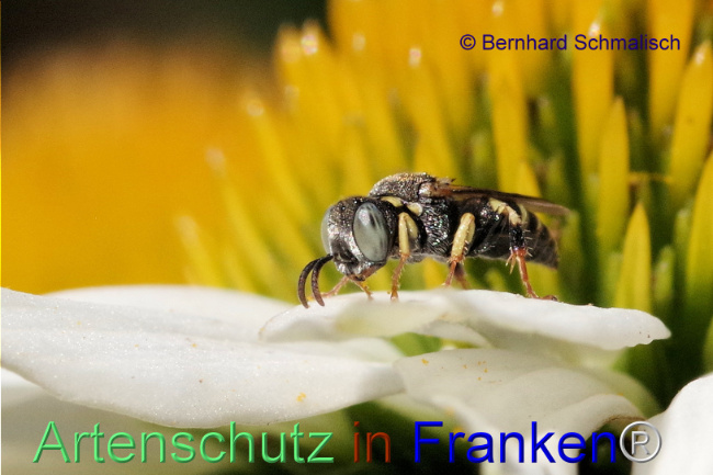 © Artenschutz in Franken® Bild zum Eintrag (1100352-160)