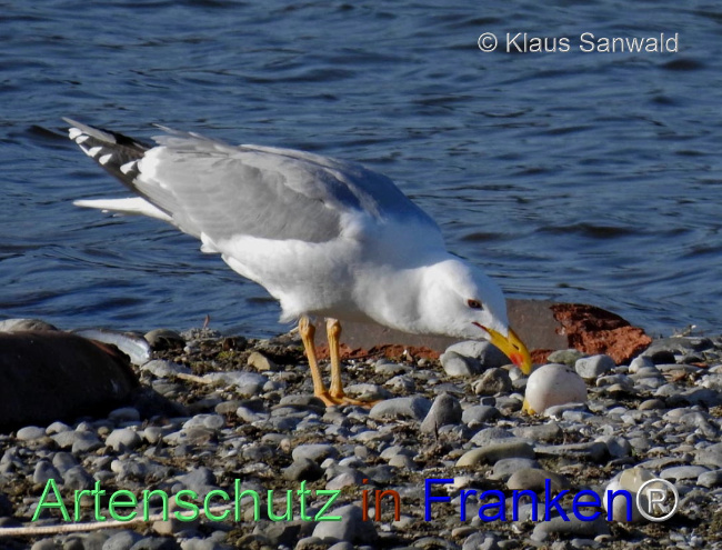 © Artenschutz in Franken® / Klaus Sanwald Bild zum Eintrag (1100418-160)