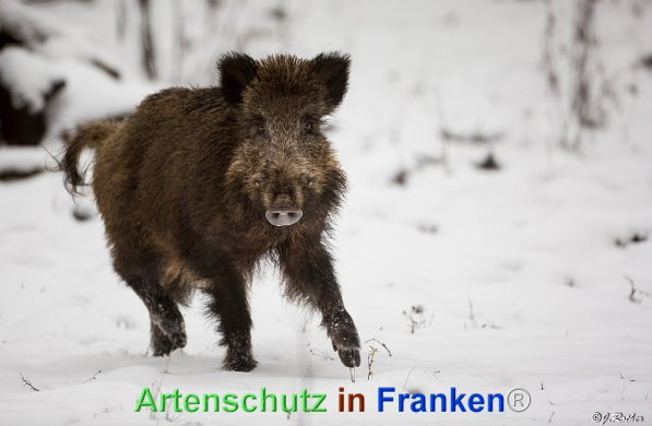 Copyright AiF Johannes Rother Bild zum Eintrag (1100462-160)